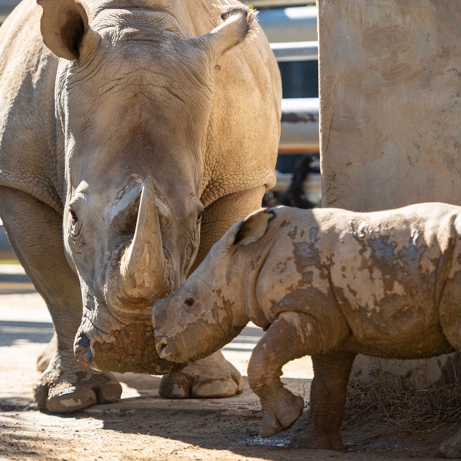 Baby rhino born at Disney's Animal Kingdom theme park