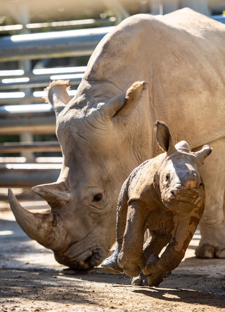 Baby Rhino Born at Disney’s Animal Kingdom Theme Park