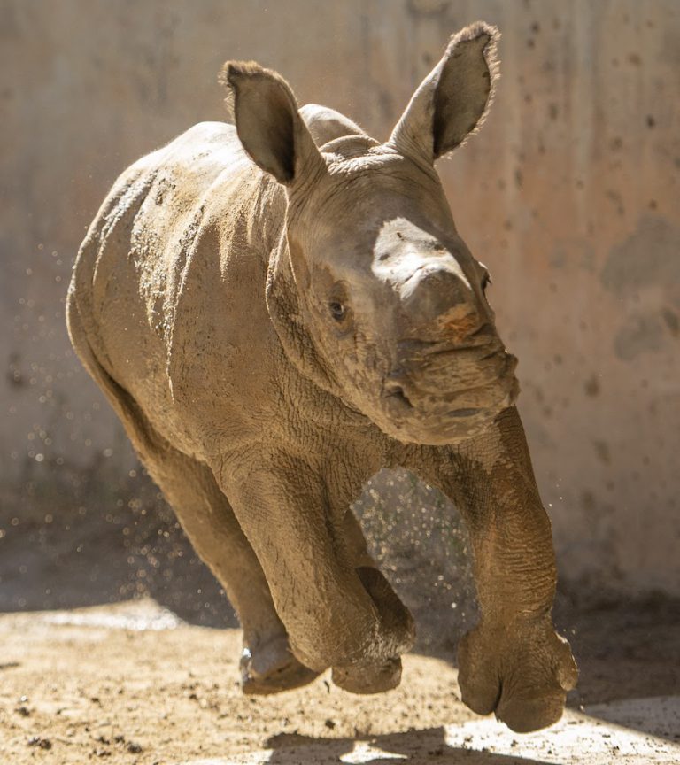 Another Baby White Rhino Born at Disney's Animal Kingdom