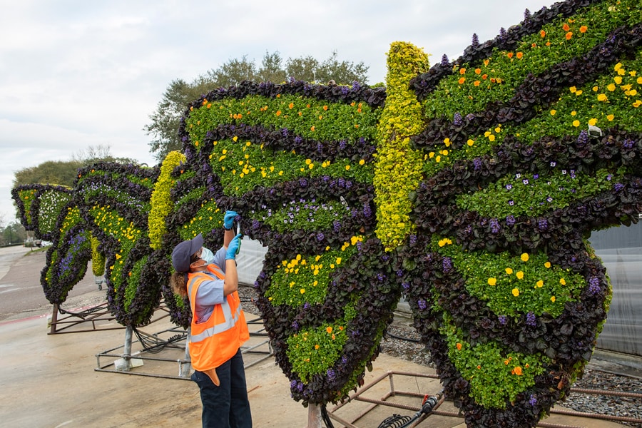 EPCOT flower and garden preparations topiary of butterfly