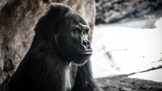 Gino, a 40-year-old western lowland gorilla at Disney's Animal Kingdom