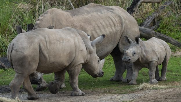 Mylo, a 4-month-old rhino on Kilimanjaro Safaris
