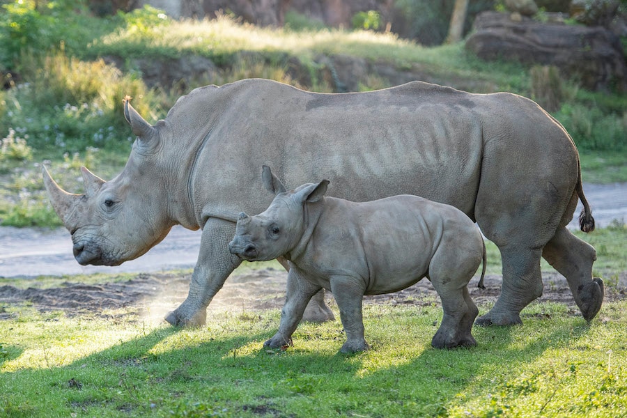 4-month-old rhino Mylo with Mom on Kilimanjaro Safaris