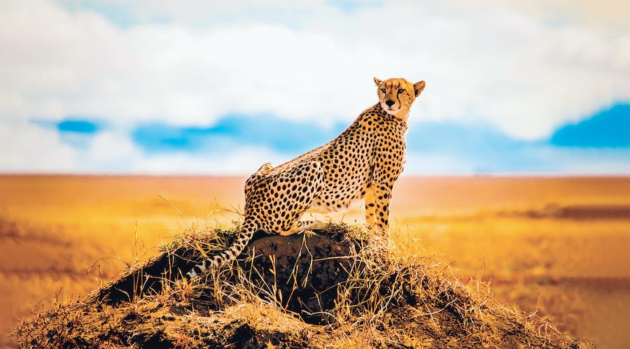 A cheetah on a mound