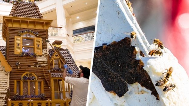 Walt Disney World Gingerbread House Sustainability with Bees