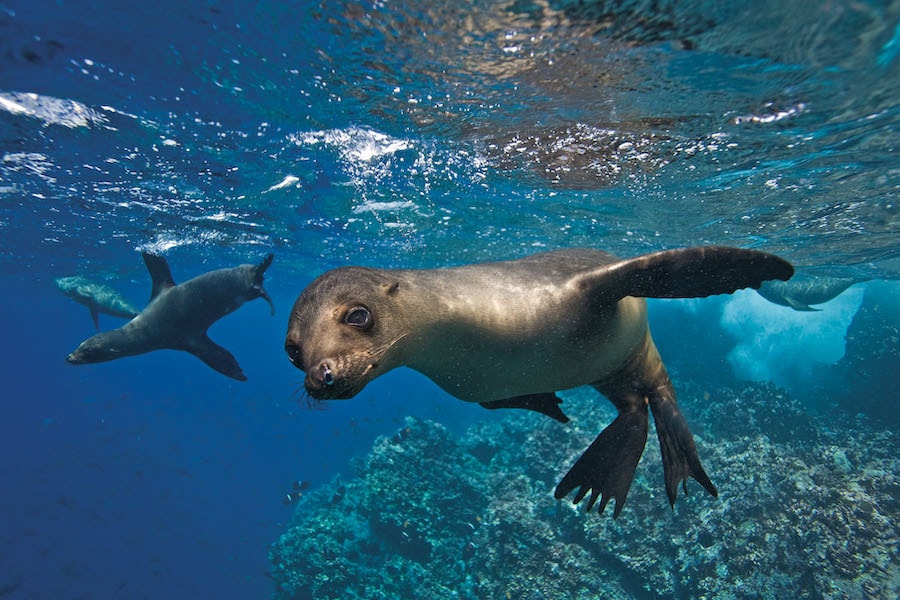 Seal swimming in the water