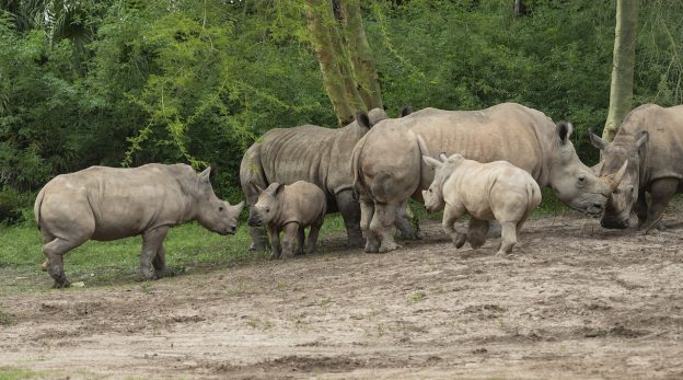 Rhinos at Disney's Animal Kingdom