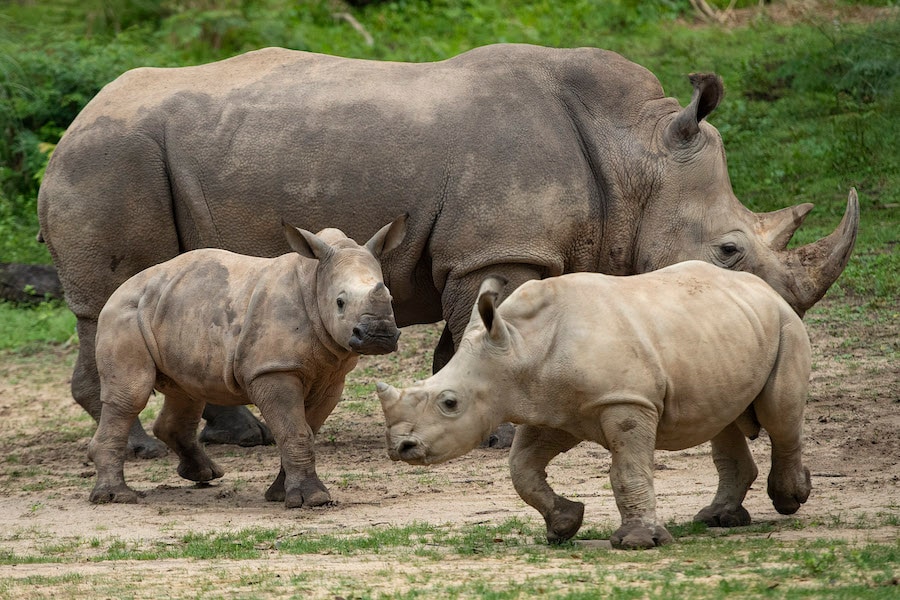 Several rhinos and babies at Disney's Animal Kingdom