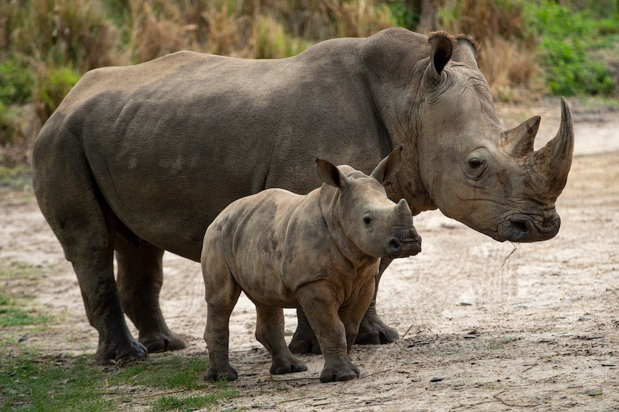 Two rhinos at Disney's Animal Kingdom