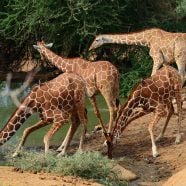 Disney Conservation Fund is supporting San Diego Zoo Wildlife Alliance's work to engage communities in protecting giraffes across Kenya's northern rangelands by reducing threats of illegal poaching and giraffe meat consumption. (Credit: Tomas Pickering / San Diego Zoo Global)