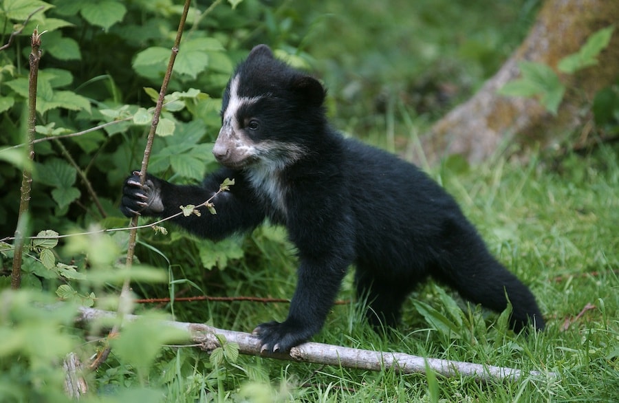 Spectacled Bear cub
