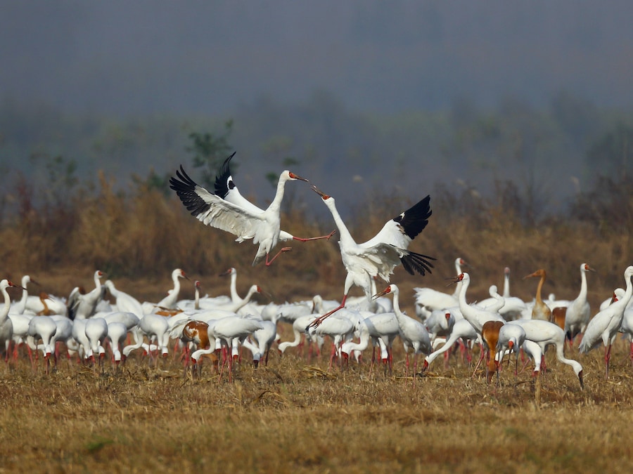 Siberian Cranes at Yellow River Delta