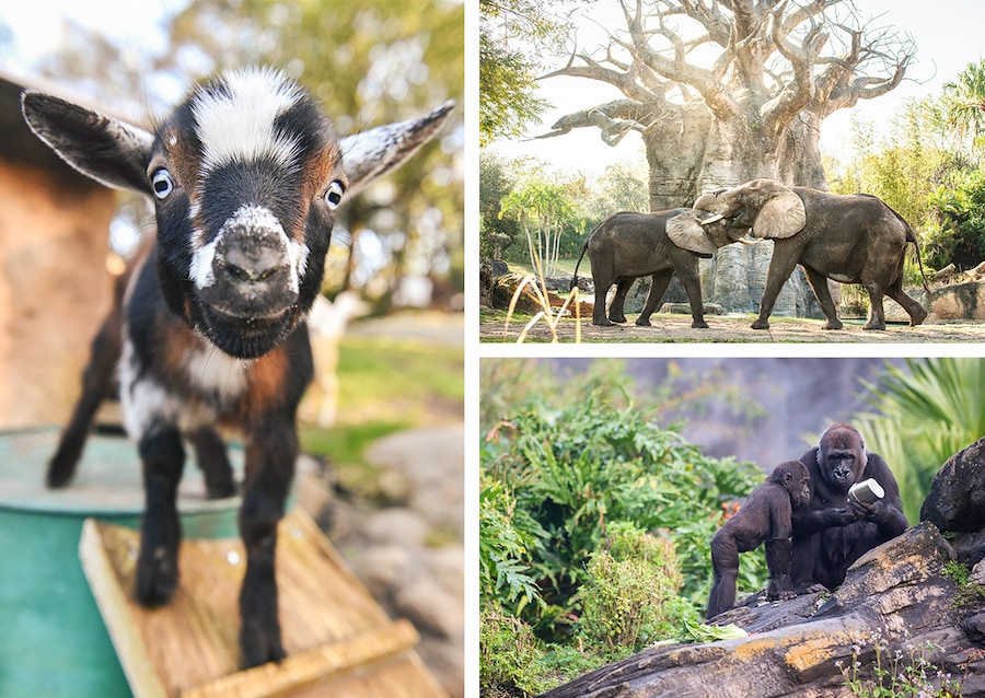 Collage of animals at Disney's Animal Kingdom