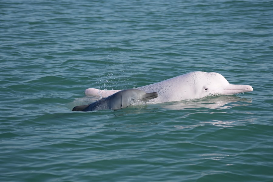 Mother and Calf Chinese White Dolphin