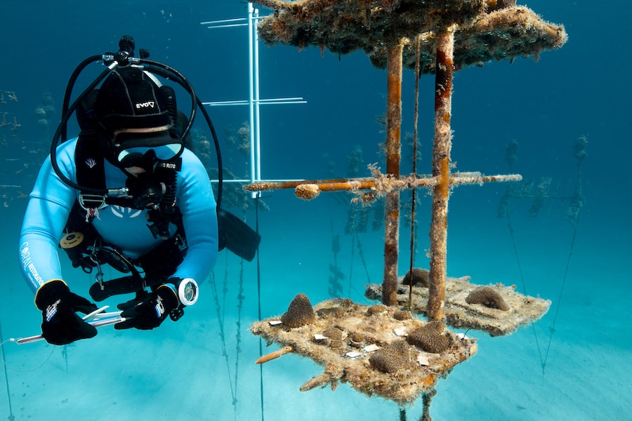 Alexander Neufeld-CRF diver monitors health of pillar corals in Tavernier Nursery