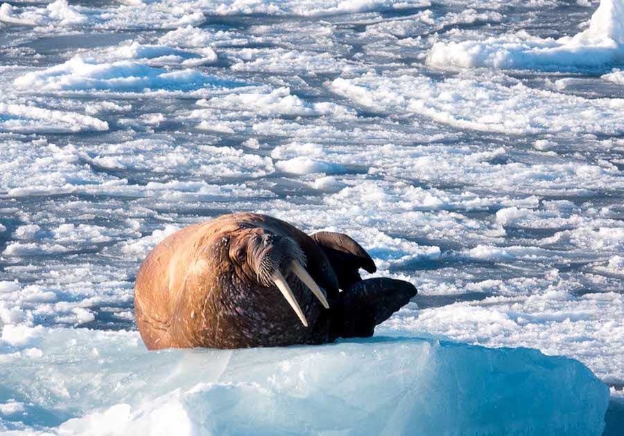 A Walrus on a reconnaissance voyage to the high Arctic March 2018