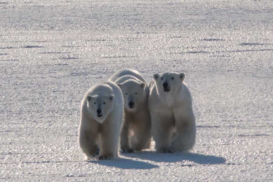 Polar bears on a reconnaissance voyage to the high Arctic March 2018