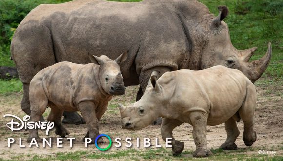 Leading the charge – The Women Inspiring Conservation and Rhino Care at Disney