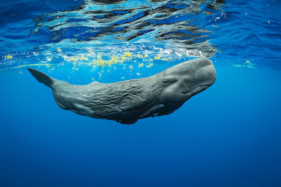 A young sperm whale calf from the Family Unit F and U underwater in the waters off Dominica on the Eastern Caribbean. These family units (F & U) merged with two years ago when a young calf named Digit became entangled in fishing gear and could no longer dive for food. Within this unit is a female (approximately 18 years old) named Canopener that had a calf in 2017 named Corkscrew. These two whales are often seen with Digit now. This new calf, as of yet unnamed, is also with this Unit and was photographed nursing from Canopener, though it is unclear if she is the mother. In these Family Units, calves often nurse from females other than their moms, especially if the mother is older. These whales were socializing and sleeping at various times throughout this day.