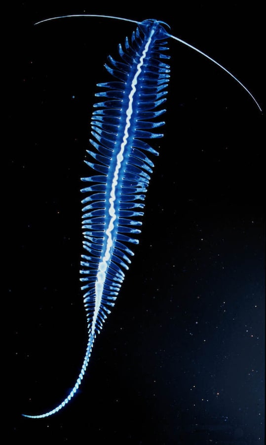Tomopterid - Bristle worm
