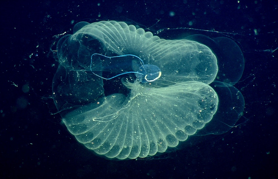 Close up view of a "giant larvacean" (blue tadpole-like animal)