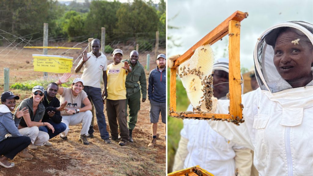 Scientists working with beehive fences in Africa