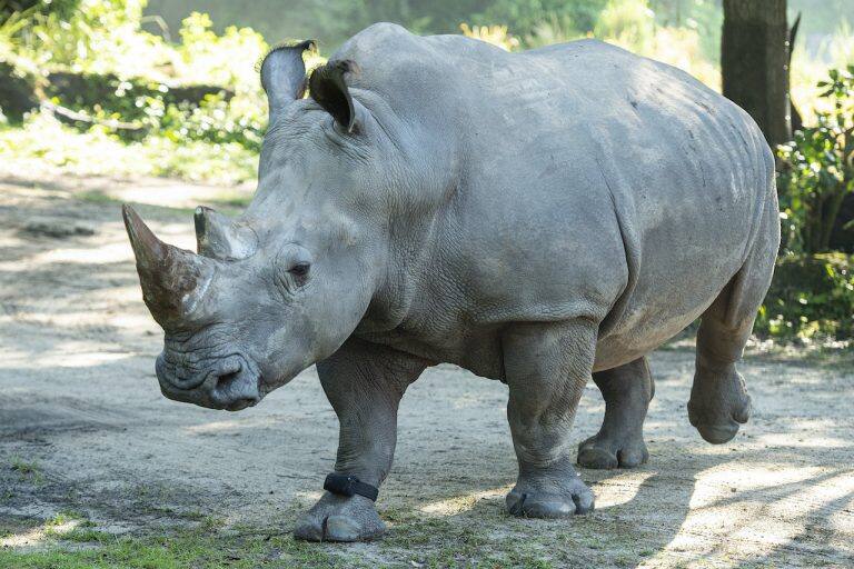 Disney Takes Rhino Care One Step Further | Disney Parks Blog