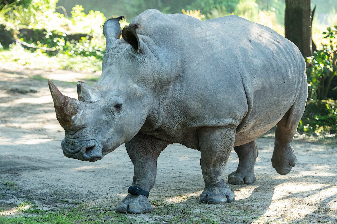 Rhino at Kilimanjaro Safaris wearing an activity tracker