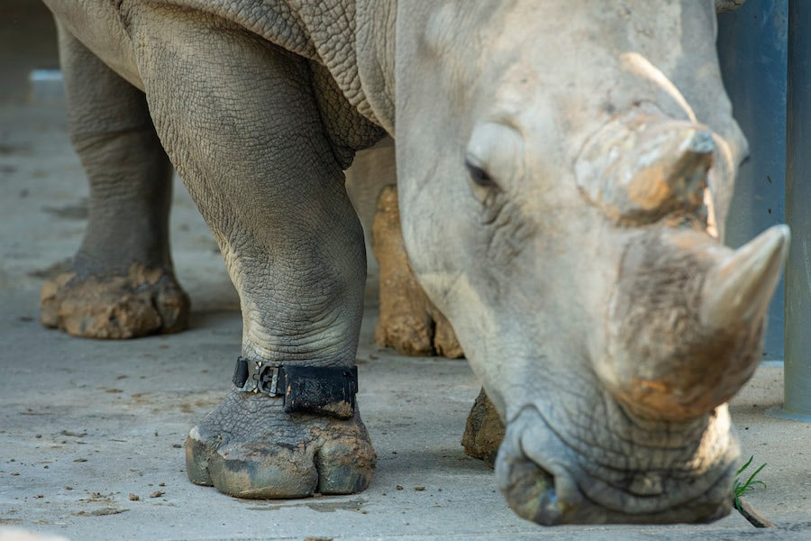 Disney inicia pesquisa inédita para monitorar atividade física de rinocerontes