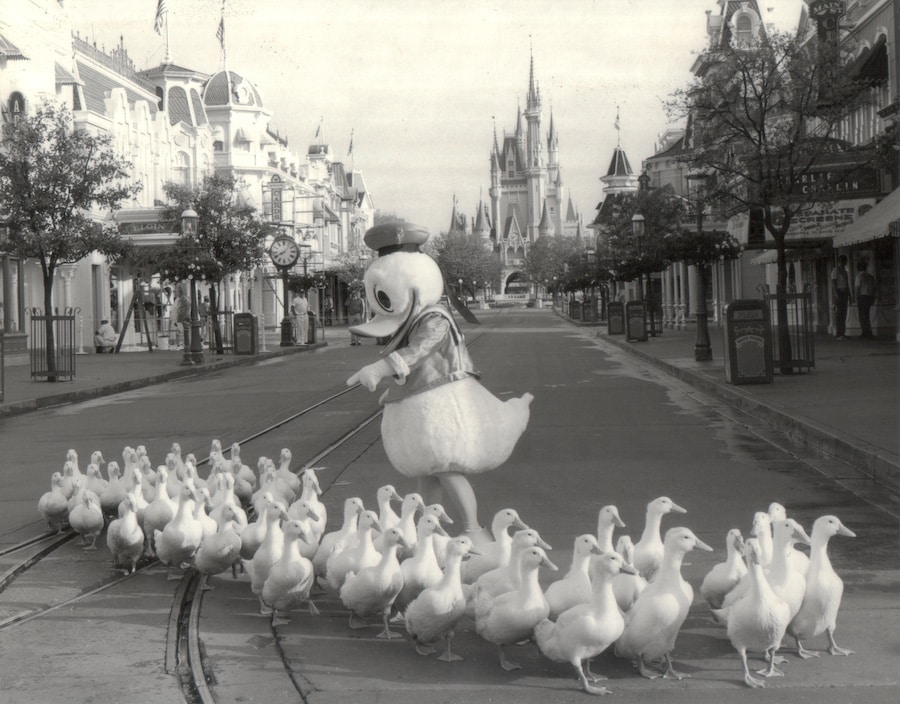 Yes, he's got all his ducks in a row: Donald and friends prepare for his 1984 50th birthday event