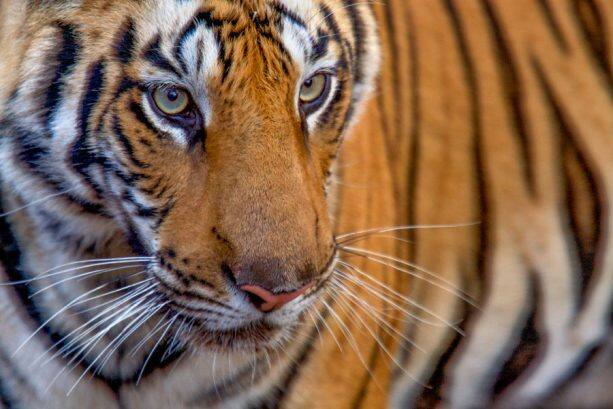 Nat Geo Celebrates World Tiger Day Through Lens of Award-Winning ...