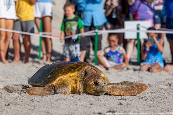 15th Annual Tour De Turtles Underway From Disneys Vero Beach Resort Disney Parks Blog 