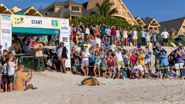 Tour de Turtles at Disney’s Vero Beach Resort