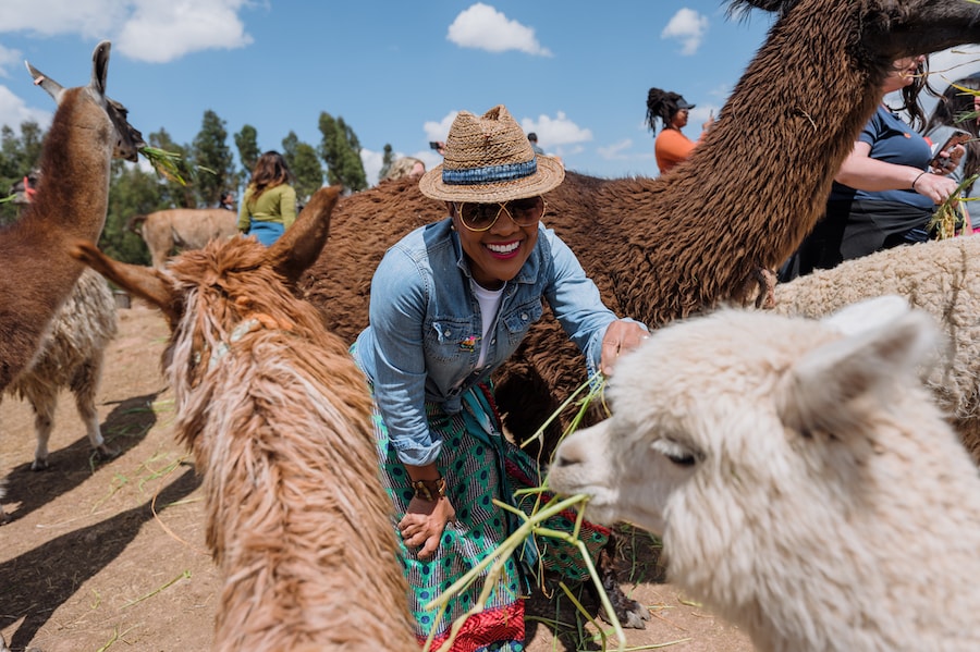 Guest feeding Alpacas in Peru