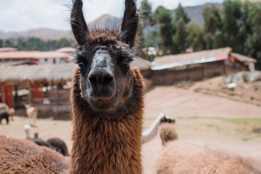 An alpaca in Peru