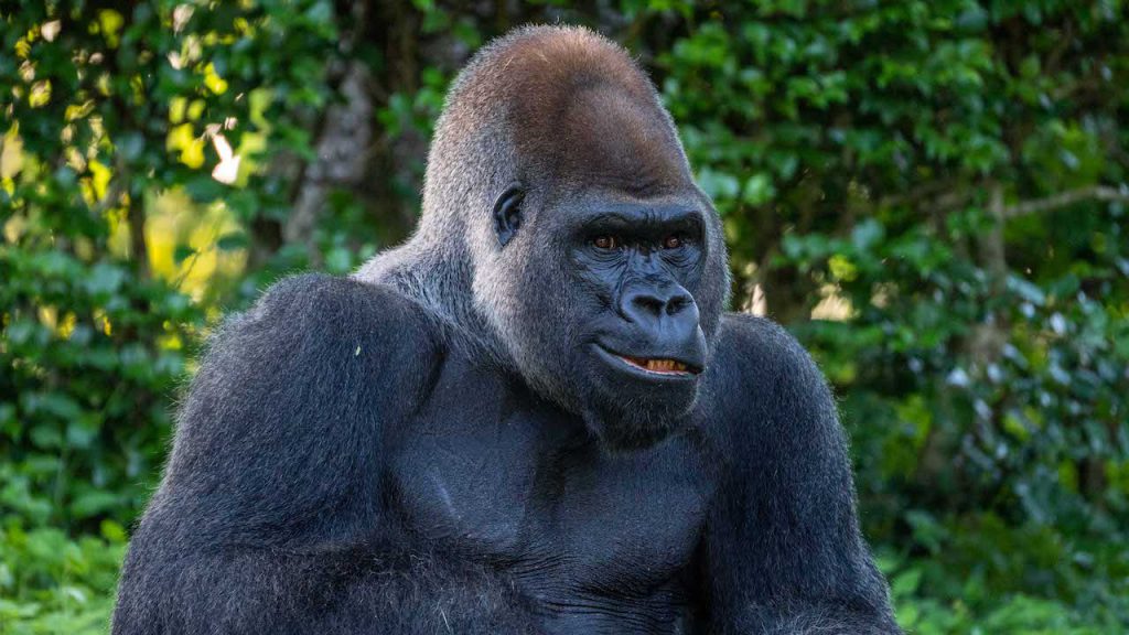 Do Disney Gorillas Really Brush Their Teeth? Disney Parks Blog