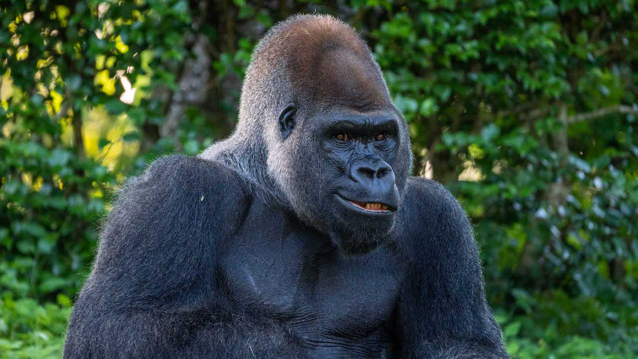 Do Disney Gorillas Really Brush Their Teeth? | Disney Parks Blog