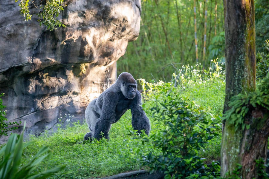 Zawadi forages for food at Gorilla Falls Exploration Trail Presented by OFF!® Repellents at Disney’s Animal Kingdom Theme Park.