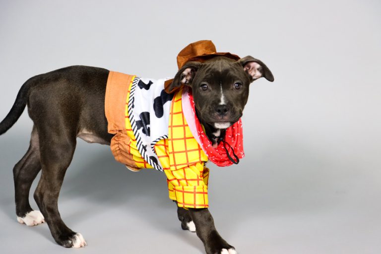 shopDisney and San Diego Humane Society Share the ‘Howloween’ Spirit