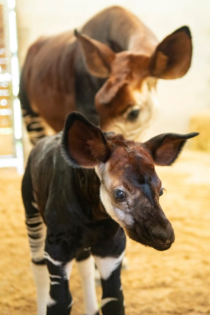 Beni the Baby Okapi Born at Disney's Animal Kingdom Lodge | Disney Parks  Blog