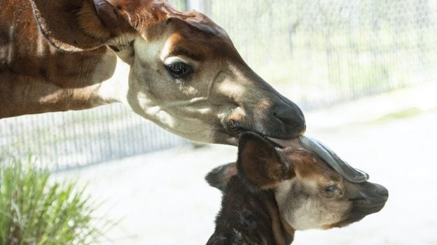 Beni the Baby Okapi at Disney’s Animal Kingdom Lodge