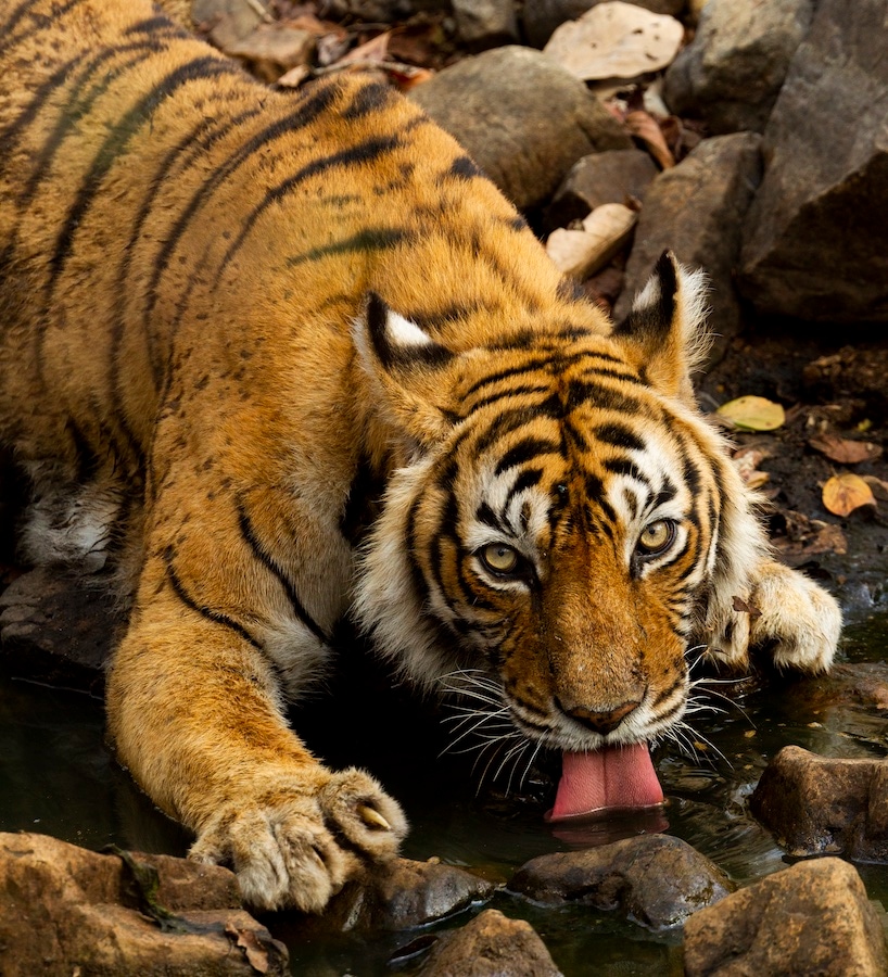 Tigress in Ranthambore, Credit: Sandesh Kadur