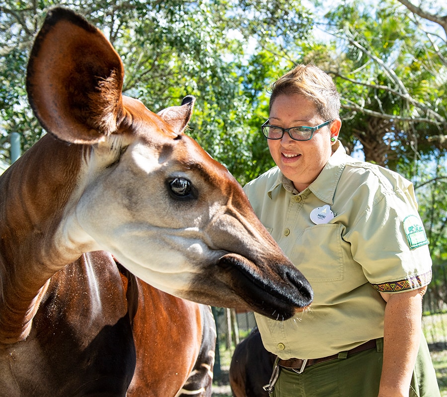 Disney Animal Keeper and Okapi