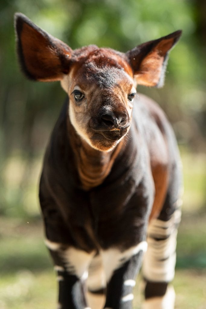 Baby Okapi