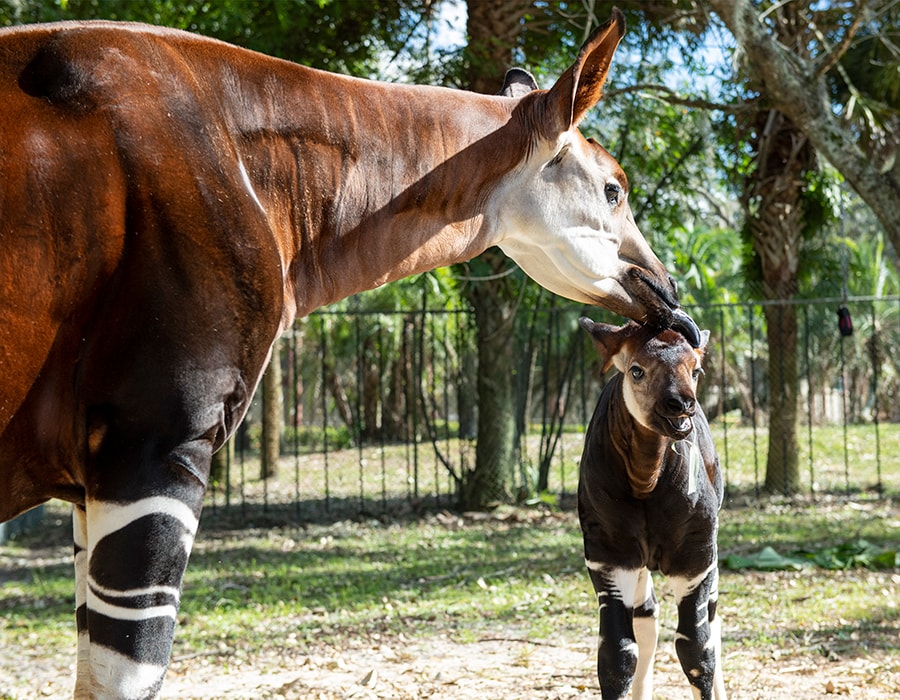 Mother and Baby Okapi
