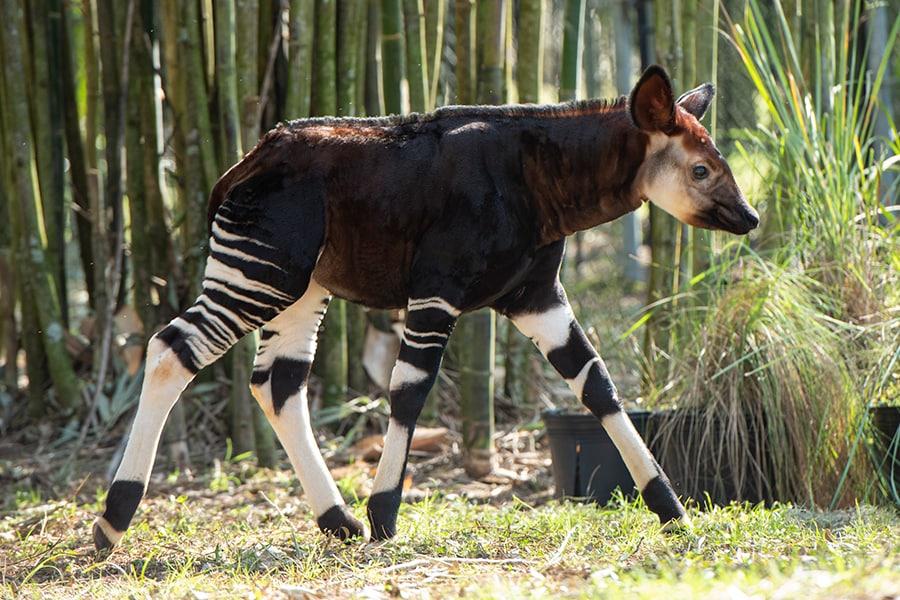 Celebrating Disney Animal Keeper's Childhood Dream on World Okapi Day |  Disney Parks Blog
