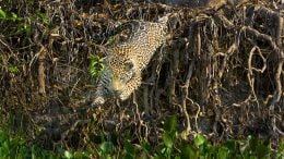 Jaguars photo by Steve Winter