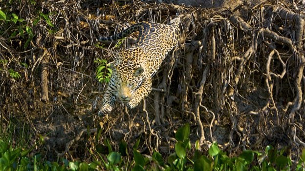 Jaguars photo by Steve Winter