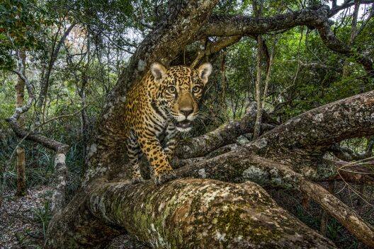 2 Nat Geo Live Experts with Hair-Raising Big Cat Tales to Tell on ...