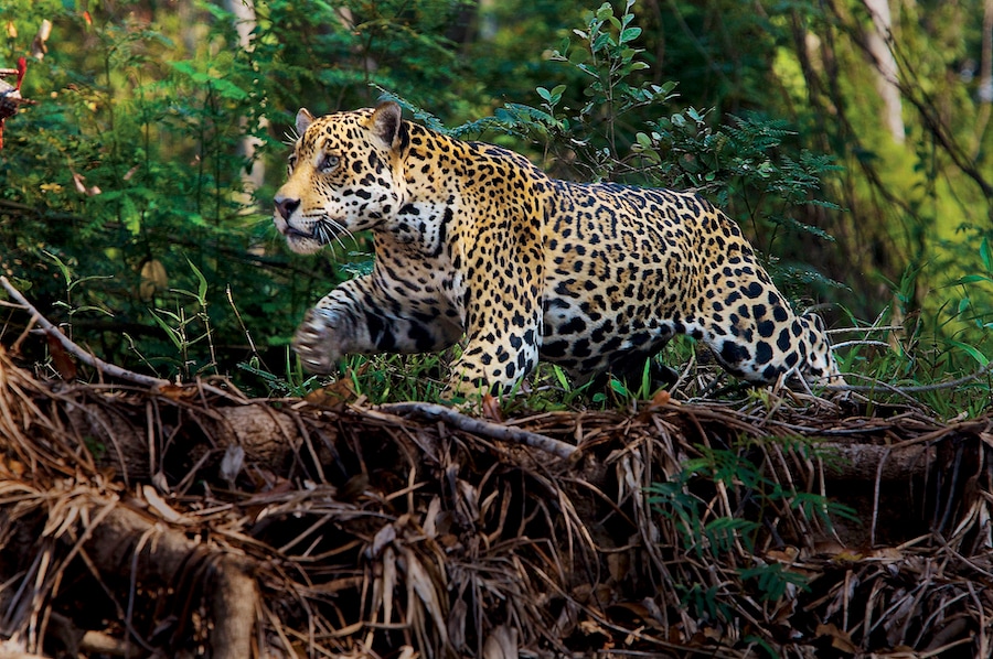 Credit: Steve Winter - Jaguar in Pantanal Brazil